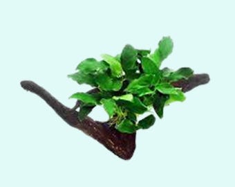 Anubias Barteri Nana on Driftwood: Live Freshwater Aquarium Plant | Easy Care Decor | BUY 2 GET 1 FREE