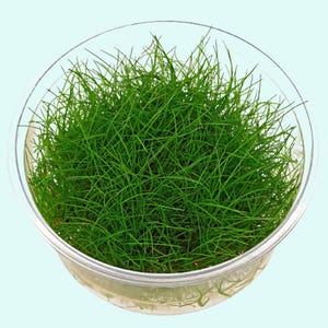 Eleocharis acicularis Dwarf Hair Grass Tissue Culture | Live Aquarium Plants | Fresh Water Aquatic Grass | Free Shipping | BUY 2 GET 1 FREE
