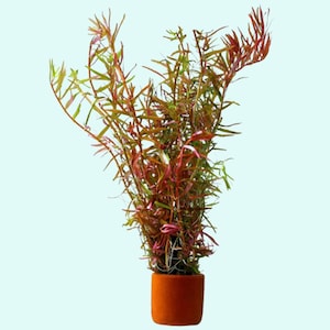 Rotala HRA Vietnam: Beginner-Friendly Live Aquarium Plants for Freshwater Fish Tanks Buy2 Get1 Free