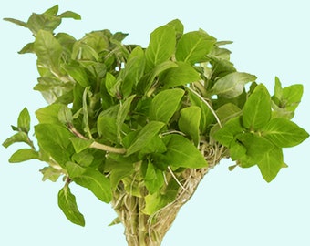 Staurogyne S Repens Clumps | Live Freshwater Aquarium Plants | Long Lasting & Easy to Care Aquatic Plants | Free Shipping