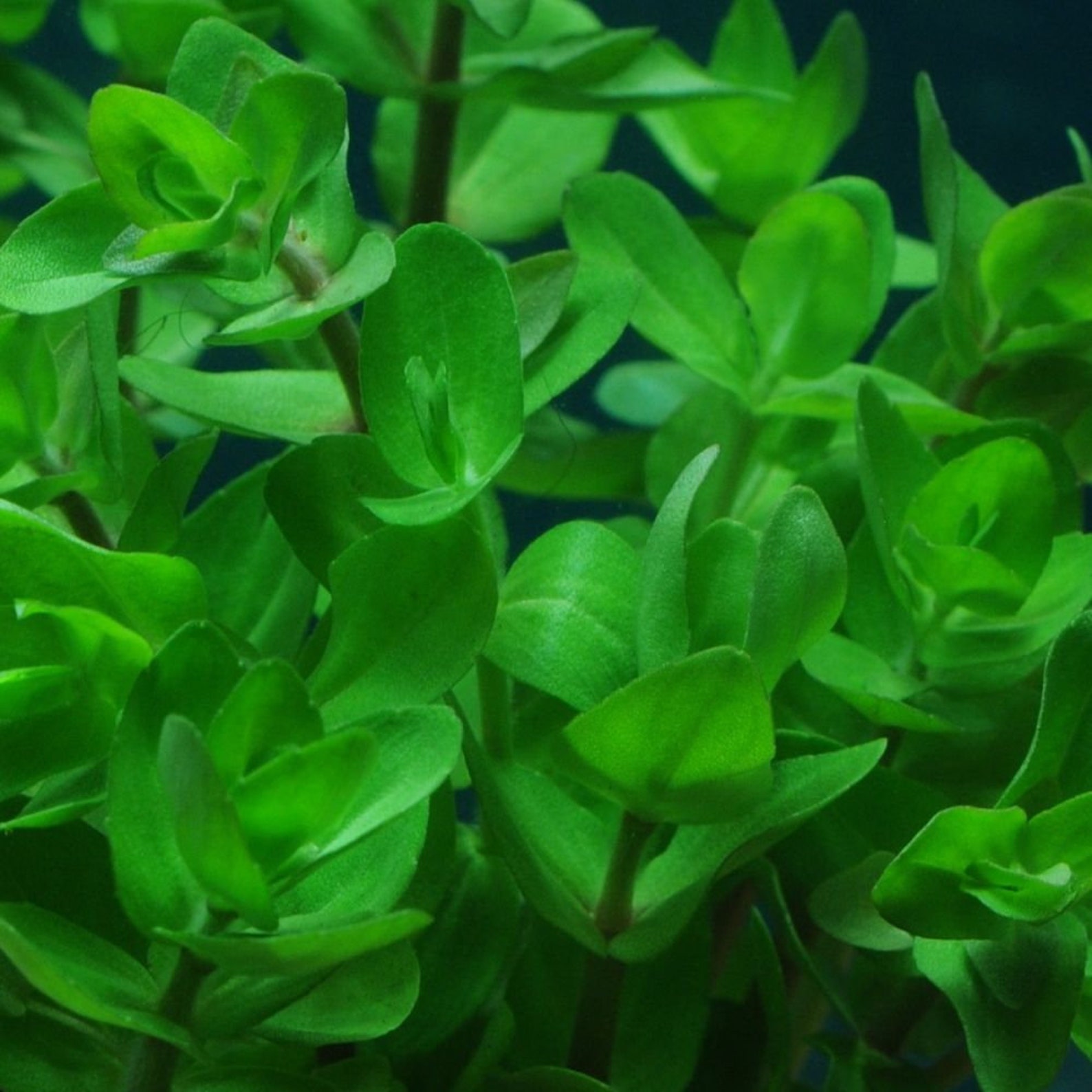 LIVE AQUARIUM PLANTS Bacopa caroliniana Bunch 3-5 Stems | Etsy
