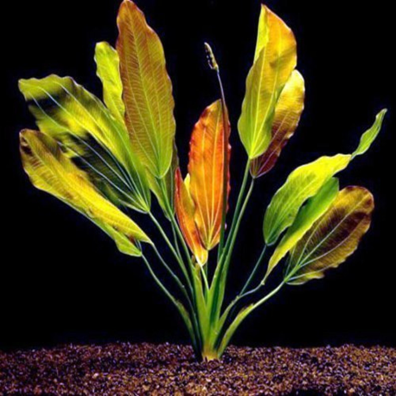 live aquarium plants for sale online