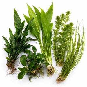 Beginner Live Aquarium Plants Bundle 3 to 75 Assorted Easy Plants for Fish Tanks