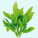 see more listings in the Aquarium Plants section