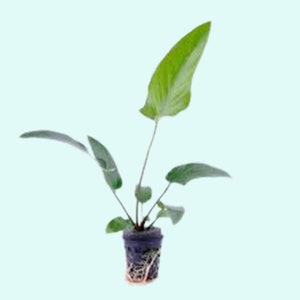 Anubias Barteri Gracilis Potted Live Aquarium Plants Fresh Water Aquatic Plants Pack Of 3 BUY 2 GET 1 FREE Free Shipping image 5