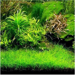 Dwarf Hairgrass Eleocharis Parvula Live Aquarium Foreground Plants Carpet Plant FreshWater Fish Tank BUY 2 GET 1 FREE Free Shipping image 9