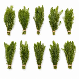 10 Pack Hornwort Bunches — Live Freshwater Aquarium Plant | Live Freshwater Aquarium Plants | Free Shipping