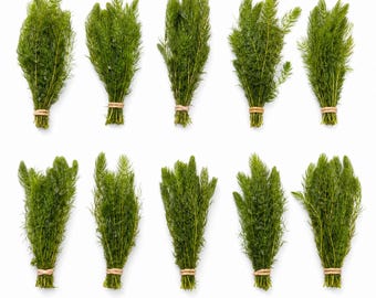 10 Pack Hornwort Bunches — Live Freshwater Aquarium Plant | Live Freshwater Aquarium Plants | Free Shipping