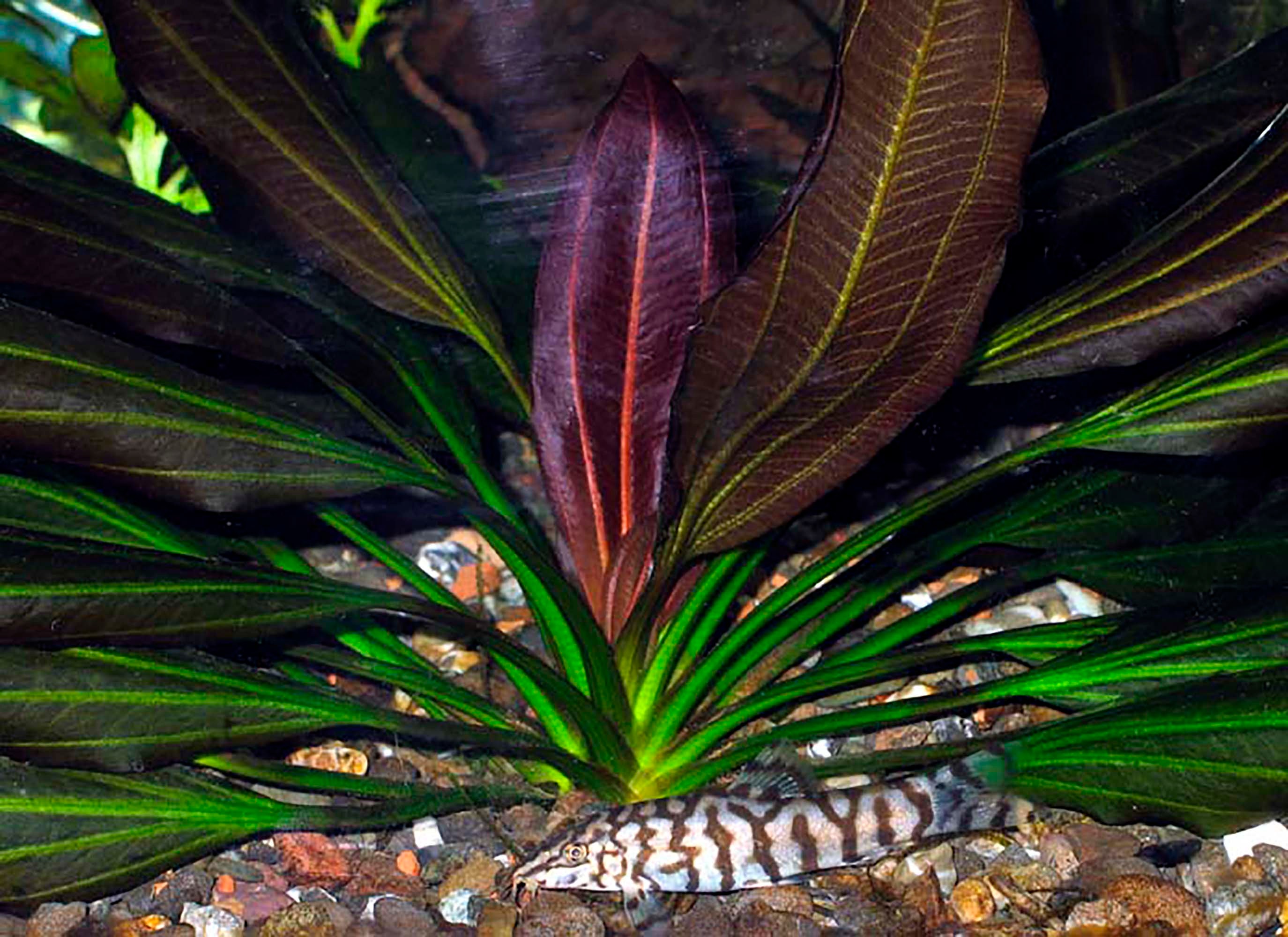 live aquarium plants for sale online