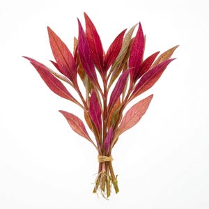 Scarlet Temple Alternanthera Reineckii Live Aquarium Plant - Natural Decoration, Buy 2 Get 1 Free