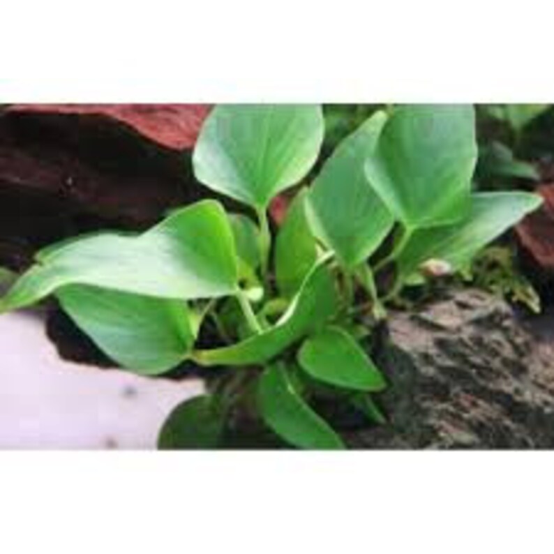 Anubias Barteri Gracilis Potted Live Aquarium Plants Fresh Water Aquatic Plants Pack Of 3 BUY 2 GET 1 FREE Free Shipping image 8