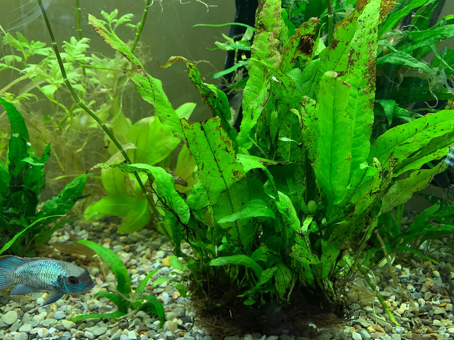 Java Fern Microsorum Pteropus Bare Root Live Aquarium Aquatic - Etsy