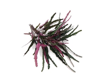 Dragon's Tongue Flame Plant: Hemigraphis Repanda Aquarium Decor - BUY 2 GET 1 FREE