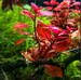BUY 2 GET 1 FREE Ludwigia Repens (Dark Red) Bunch | Live Aquarium Plants | Free Shipping 