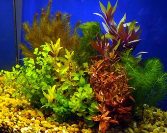 Premium Assorted Mixed Plant Bunch | Easy To Grow | BEGINNER | Live Aquarium Aquatic Plants | Fresh Water Aquatic Plants | Free Shipping