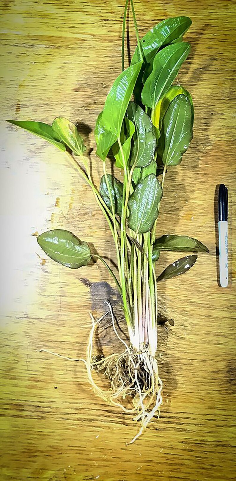 Amazon Sword Echinodorus Kleiner Bar Live Aquarium Plants Low-Maintenance Aquatic Plants Buy2 Get1 Free Free Shipping image 4