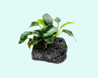 Anubias On Lava Rock Live Aquarium Aquatic Plants | Free Shipping