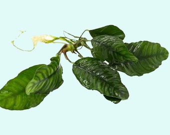 Anubias Barteri (Coffeefolia) | Live Aquarium Plants | Fresh Water Aquatic Plants For Aquarium Decoration |Free Shipping | BUY 2 GET 1 FREE