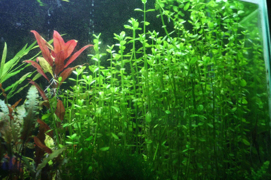 BEGINNER Live Aquarium Plant MoneyWort Bacopa Monnieri Etsy