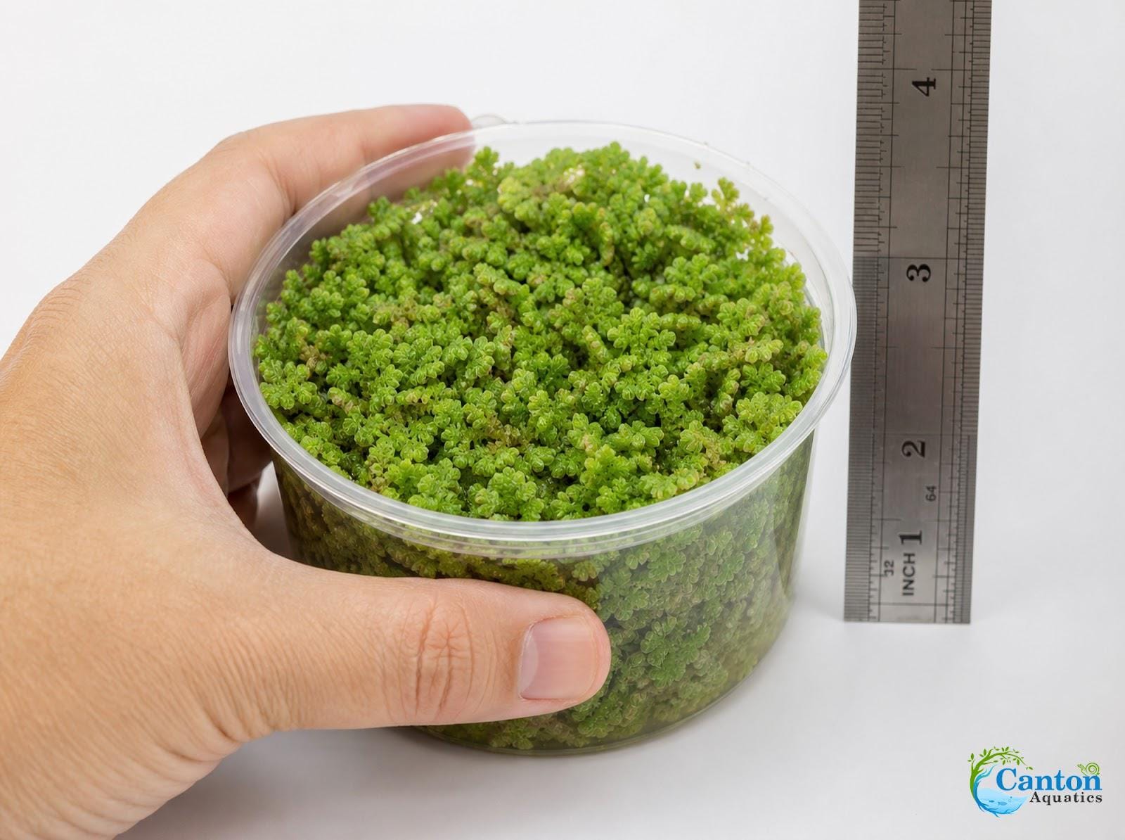 Azolla Filiculoides 
