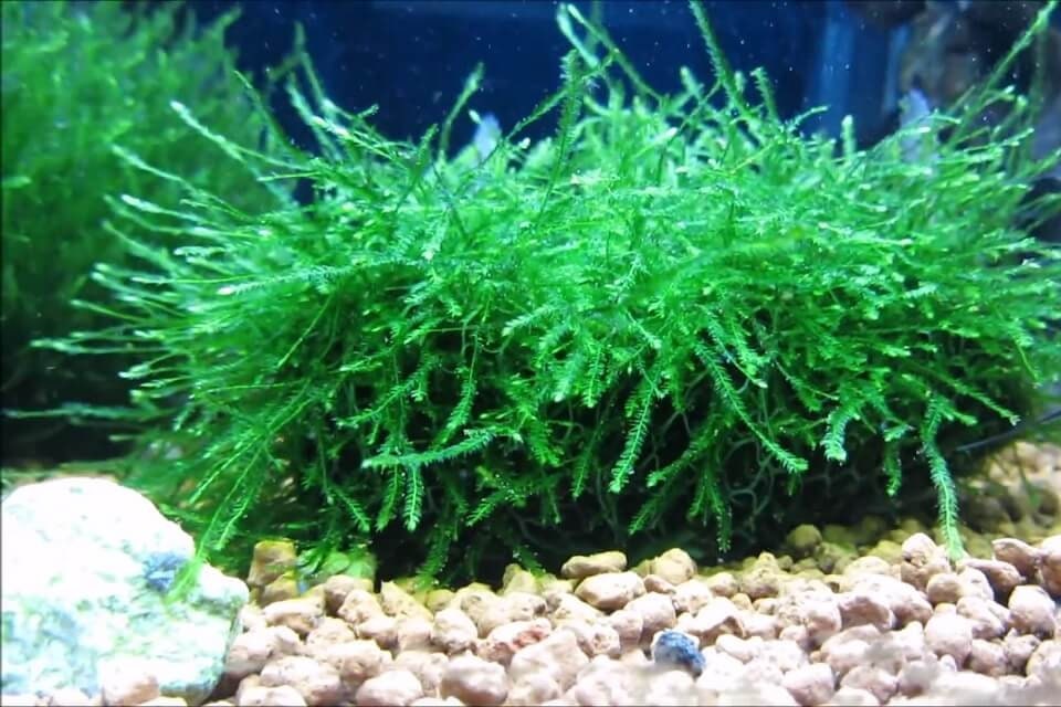 Java Moss (Vesicularia Dubyana) 4oz Portion Cup (by volume-not weight)