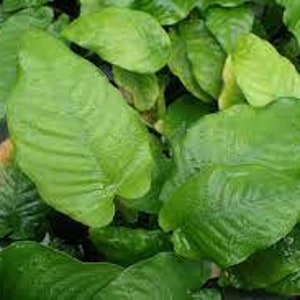 Anubias Barteri Caladiifolia Potted Live Aquarium Plants Fresh Water Plants For Aquarium Decor Free Shipping BUY 2 GET 1 FREE image 7