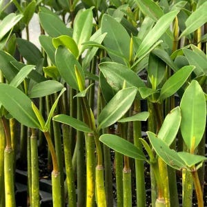Mangrove Red (Rhizophora mangle) – Live Aquarium & Paludarium Plant | Water Filter | Brackish, Freshwater, Saltwater | BUY 2 GET 1 FREE