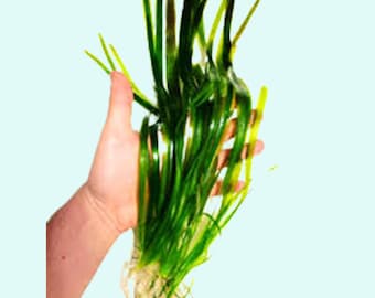 6 Jungle Vallisneria American Val Plants | Live Aquarium Plants | Low Maintenance Plants | Fish Friendly | Buy2 Get1 Free | Free Shipping