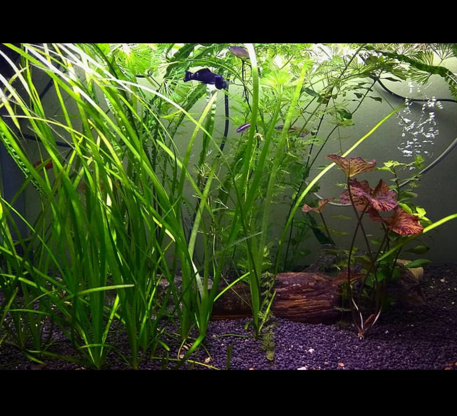 Easy AQUARIUM PLANTS Jungle Vallisneria Bunch Etsy
