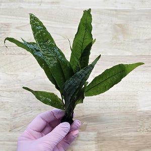 Centerpiece Bundle - 20-40 Gallon Tanks Our Choice Live Aquarium Aquatic Plants, Free Shipping, Buy 2 Get 1 Free image 5