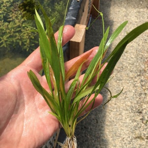 Helanthium Tenellum Echinodorus Pot Live Aquarium Plants Long Lasting & Easy to Care Plants Free Shipping BUY 2 GET 1 FREE image 9