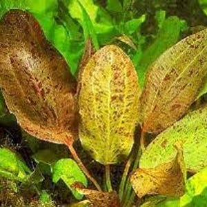 Amazon Sword Echinodorus Ozelot Red: Vibrant, Low-Maintenance Aquarium Plant - BUY 2 GET 1 FREE