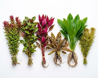 Bright Color Aquarium Plant Bundle – 6 Stunning Live Plants
