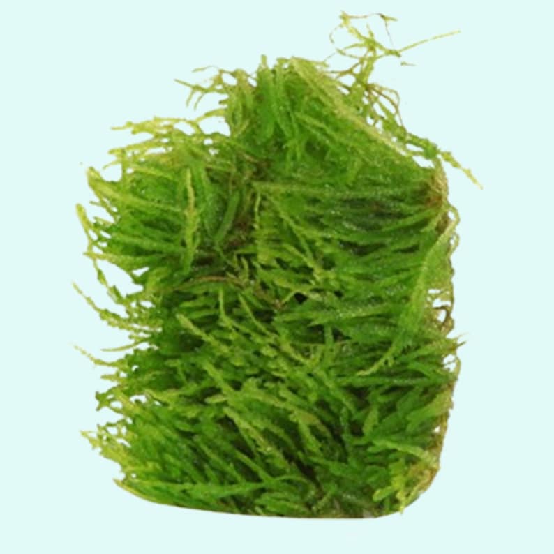 Weeping Moss Vesicularia Ferriei Live Aquarium Plants Fresh Water Aquatic Plants Fish Friendly PlantsBUY 2 GET 1 FREE Free Shipping immagine 4