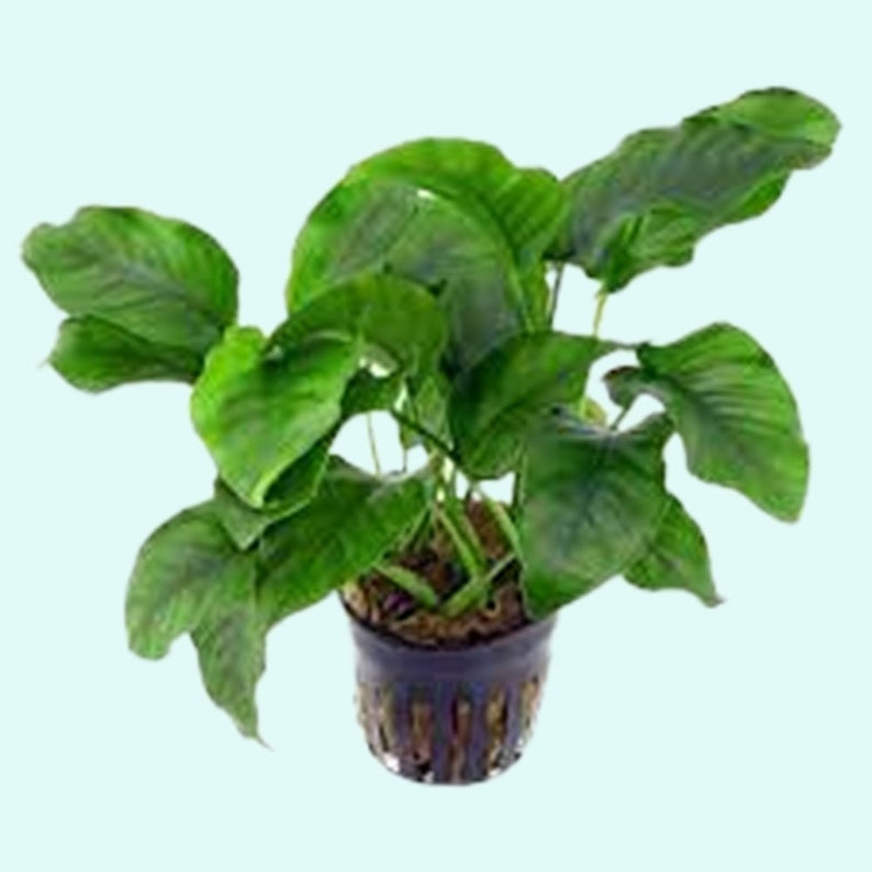 Anubias Barteri Nana Bare Root Small Live Aquarium Plants Fresh Water Aquatic Plants BUY 2 GET 1 FREE Free Shipping image 9