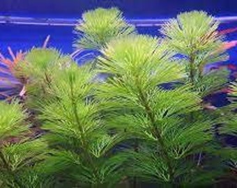 Cabomba Caroliniana | BEGINNER | Live Aquarium Plants | Fresh Water Aquatic Plants For Aquarium Decor | Buy2 Get1 Free | Free Shipping