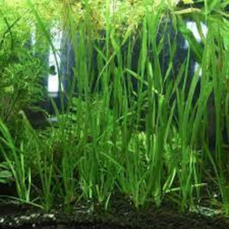 Jungle Vallisneria Val Plants Set of 18 Plants Live Aquarium Plants Low-Maintenance Aquatic Plants BUY 2 GET 1 FREE Free Shipping image 1