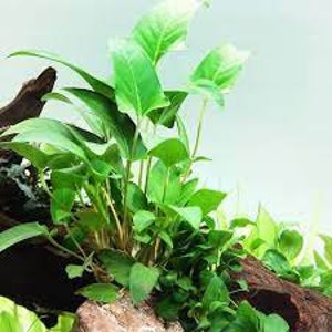 Anubias Barteri Gracilis Potted Live Aquarium Plants Fresh Water Aquatic Plants Pack Of 3 BUY 2 GET 1 FREE Free Shipping image 2