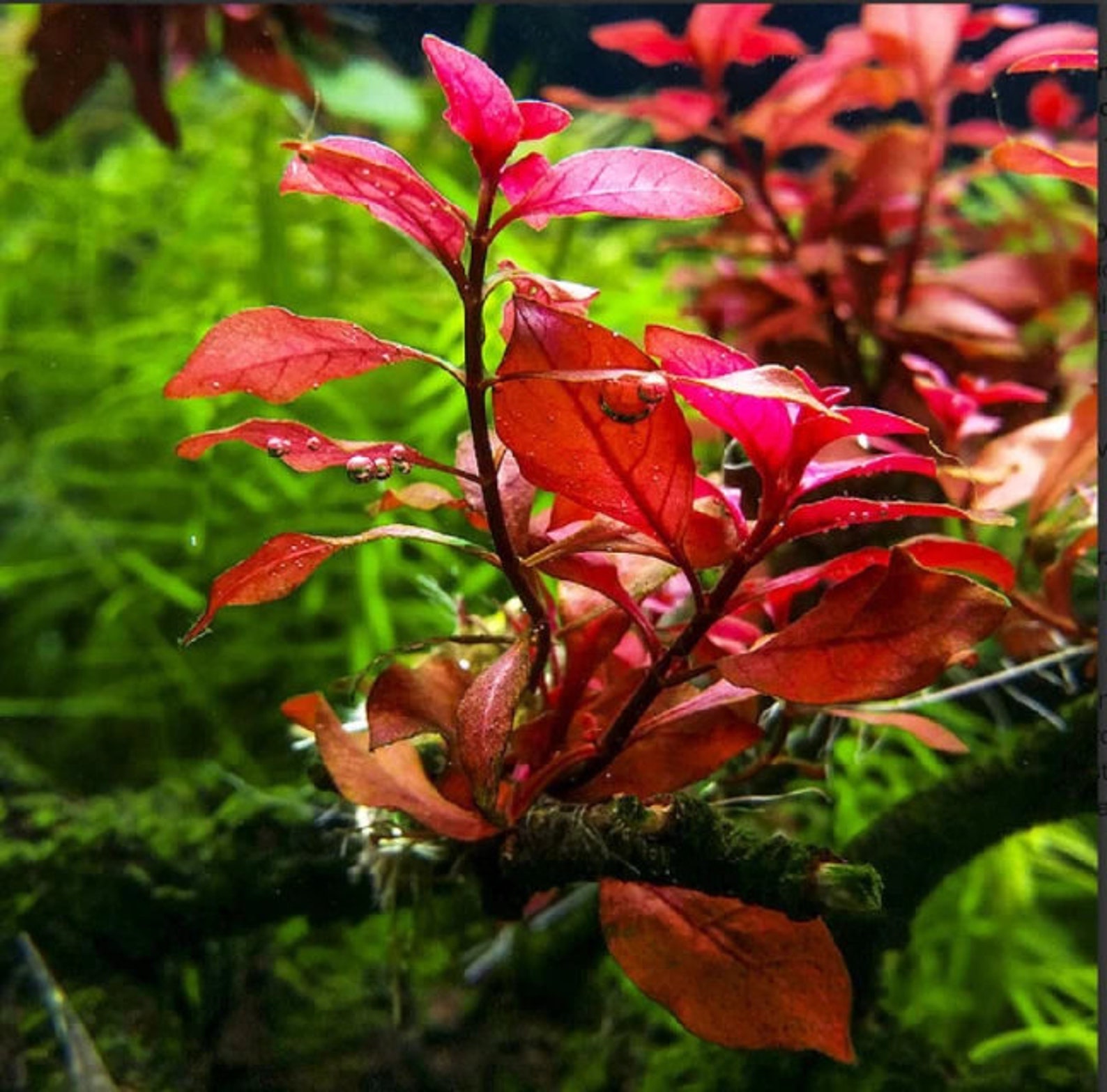 BEGINNER Live Aquarium Plant Ludwigia Repens Dark Red Etsy
