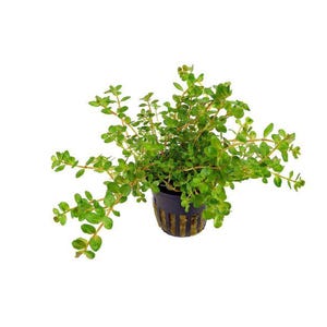 Rotala Rotundifolia Red – Live Aquarium Plant (2 Inch Pot), Colorful Stem, Midground, Easy Care, Buy 2 Get 1 Free