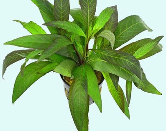 Hygro Blue Hygrophila Salcifolia: Live Aquarium Plant for Beginners, Easy Care Freshwater Decoration BUY 2 GET 1 FREE