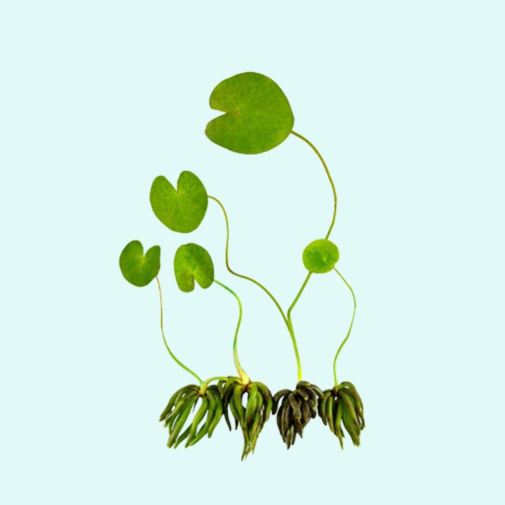Banana Plant Nymphoides Aquatica | Live Aquarium Plants | BUY 2 GET 1 FREE | Free Shipping