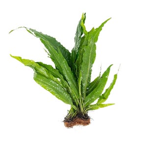 Java Fern Microsorum Pteropus: Live Aquarium Plant, Bare Root BUY 2 GET 1 FREE,