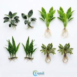 May include: Eight live aquatic plants arranged in four pairs, featuring dark green broad leaves, light green lanceolate leaves, narrow serrated foliage, and textured ruffled leaves, all with visible white root systems and the Canton Aquatics logo.