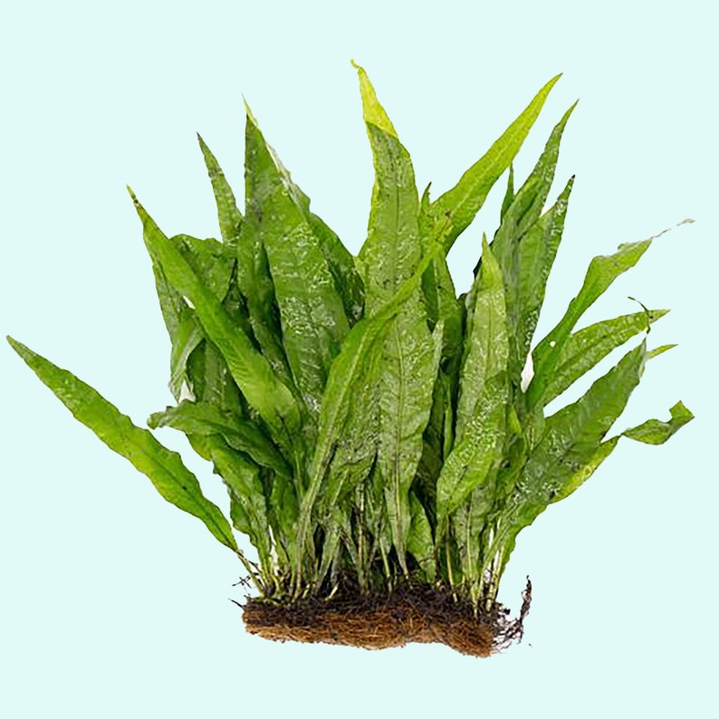 BUY 2 GET 1 FREE Java Fern Microsorum Pteropus 1 Plant Potted Live Aquarium Plants Free Shipping image 7