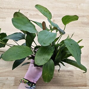 Centerpiece Bundle - 20-40 Gallon Tanks Our Choice Live Aquarium Aquatic Plants, Free Shipping, Buy 2 Get 1 Free image 4