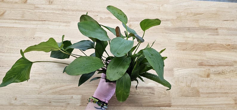 Centerpiece Bundle - 20-40 Gallon Tanks Our Choice Live Aquarium Aquatic Plants, Free Shipping, Buy 2 Get 1 Free image 4