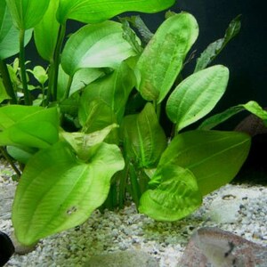 Radican Sword Echinodorus Cordifolius Fresh Water Aquatic Plants Easy AQUARIUM PLANTS Buy2 Get1 Free image 3