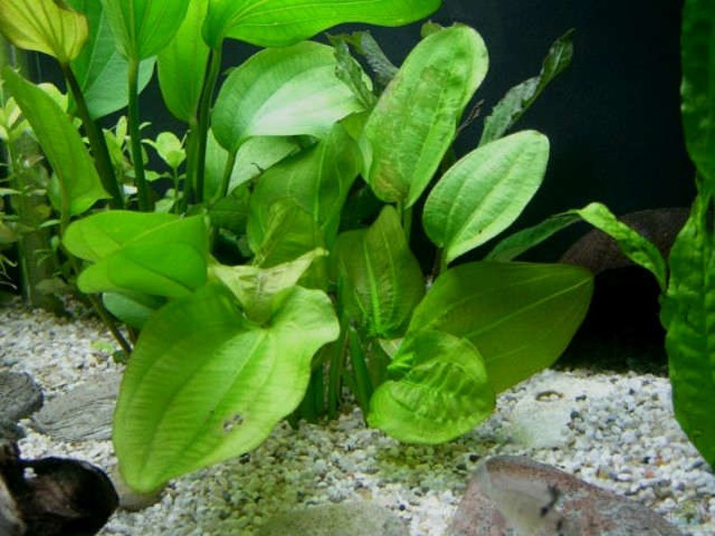 Radican Sword Echinodorus Cordifolius Fresh Water Aquatic Plants Easy AQUARIUM PLANTS Buy2 Get1 Free image 3