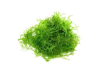 Java Moss Taxiphyllum Barbieri Aquascaping Ground Cover BUY 2 GET 1 FREE